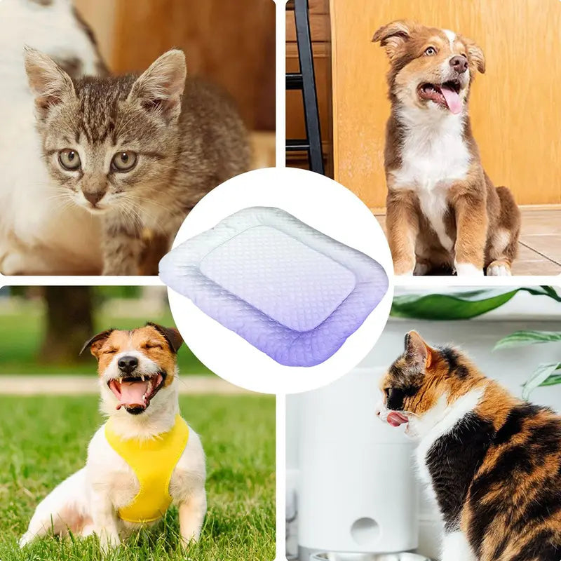 Keep Pets Cool Instantly