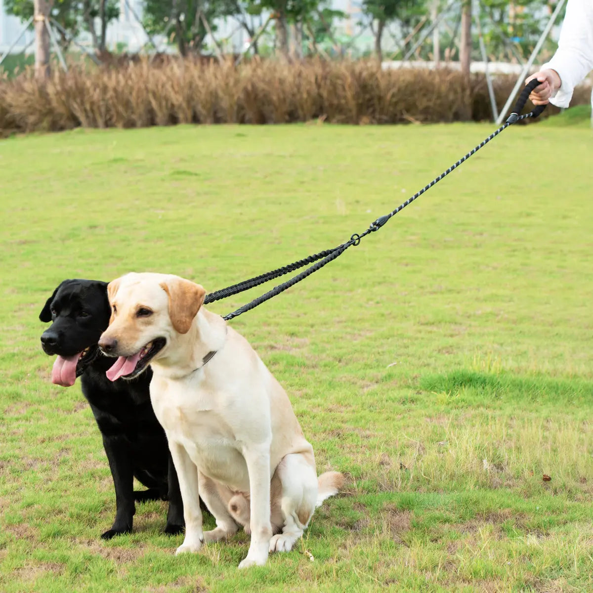 360 Swivel No Tangle Walking Leash