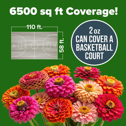 Zinnia Seeds (California Giant & Dahlia) – 100% Pure Heirloom Flower Seeds