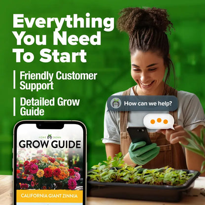 Zinnia Seeds (California Giant & Dahlia) – 100% Pure Heirloom Flower Seeds