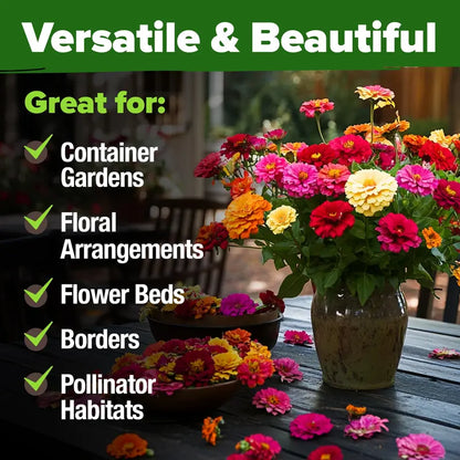 Zinnia Seeds (California Giant & Dahlia) – 100% Pure Heirloom Flower Seeds